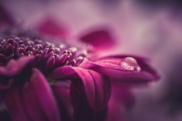 Flower background with dew drops, red chrysanthemum with dew drops on the petals