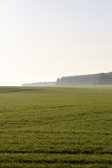 dew drops on the stems of young green wheat in autumn