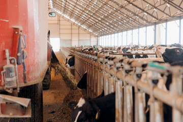 Automated tractor delivers hay to cows in modern barn farm of cattle. Concept technologies...