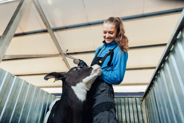 Vet doctor control health of calf and medical treatments in dairy farm. Cattle, cow animal...
