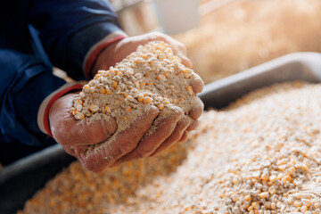 Closeup hand of farmer holding organic mixture corn and wheat, food for cows - obrazy, fototapety, plakaty