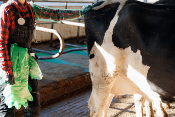 Vet rectal examination on cow, Veterinarian doctor with stethoscope and disposable gloves. Concept...