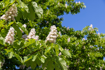 chestnut trees during spring flowering