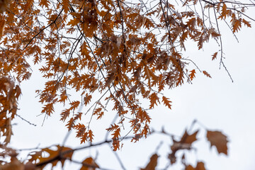 yellowed oak foliage in the park