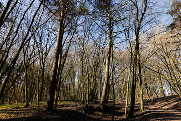 hilly territory with trees without foliage in the spring season