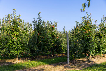 ripe harvest of apples hanging on trees, orchard