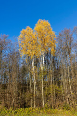 yellowed foliage on birch trees in the autumn season