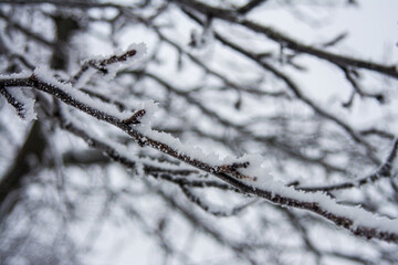plant covered with snow in winter, frozen icy foliage, fallen snow, frost and precipitation, freezing rain