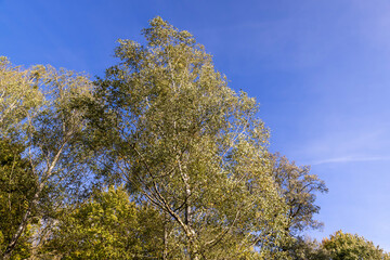 changing the color of foliage on birch trees in autumn weather