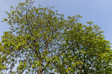 a flowering chestnut tree in the spring season, a spring park