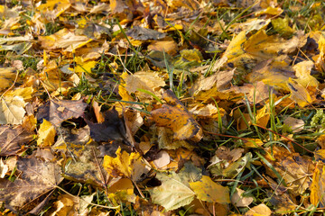 multicolored yellowing maple foliage during leaf fall
