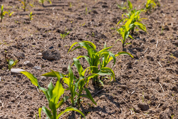 young corn sprouts in early summer, a field