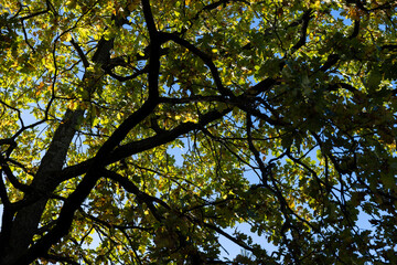 Fototapeta premium Oak tree in autumn leaf fall in sunny weather