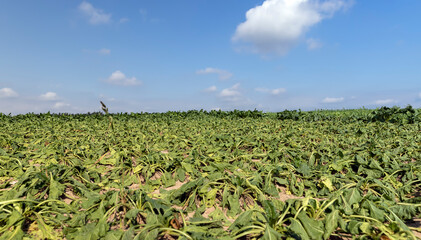 a field with withered beets during heat and drought