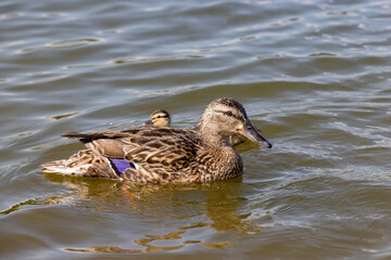 large number of ducks are fed on the lake