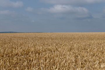 rye field with grain harvest on hot summer days