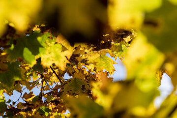 Maple tree during the autumn season