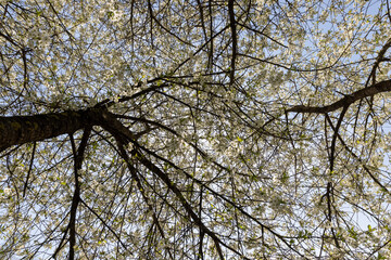 spring garden with cherry blossoms in sunny weather