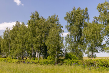 green foliage on birch trees in summer, sunny