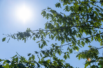 old oak with green foliage in summer