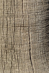 Bark texture of Washingtonia filifera  (California fan palm) 
