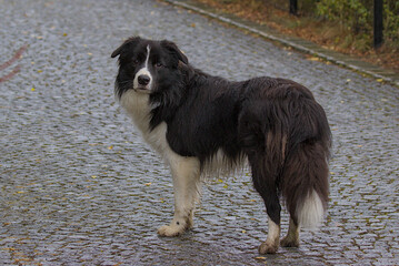 Purebred border collie dog for a walk in the park. An adult dog stands on the path and looks back at the photographer. Pet and animal care concept.