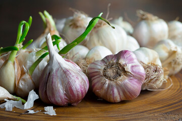 Garlic on a black background in the kitchen - a spicy vegetable