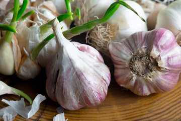 Garlic on a black background in the kitchen - a spicy vegetable