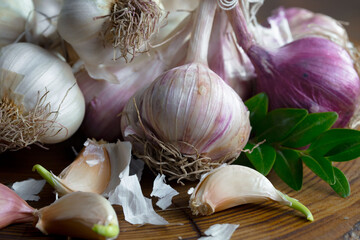 Garlic on a black background in the kitchen - a spicy vegetable
