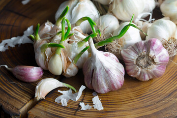 Garlic on a black background in the kitchen - a spicy vegetable