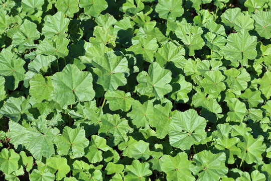 Malva parviflora is an annual or perennial herb