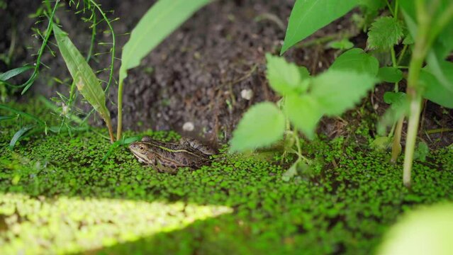 A small Balkan frog sit peacefully at the edge of pond in duckweed