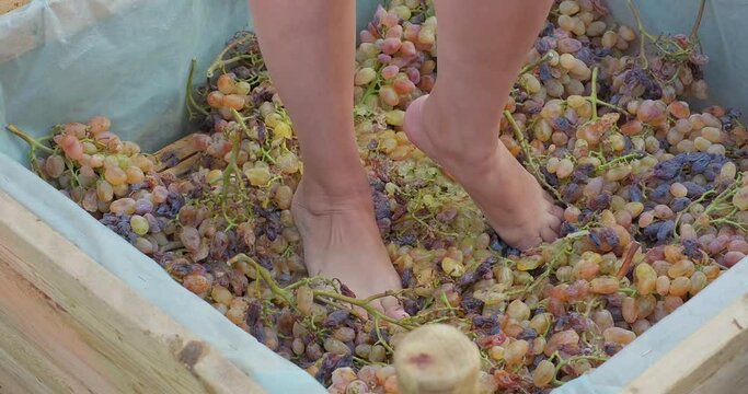 Close-up woman feet crushing ripe grapes to make wine after harvest. Wine production. Wine tradition. Grape harvest. Close-up shot