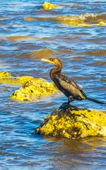 Neotropis Long-tailed Cormorant on rock stone at Beach Mexico.