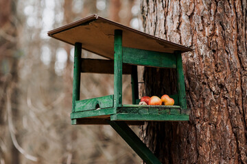 A homemade green wooden birdhouse made of boards with food, apples for feeding birds and animals hangs on a tree in the forest.