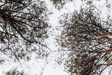 Background of spruce branches against the sky in the forest. Photography, landscape, abstraction,...