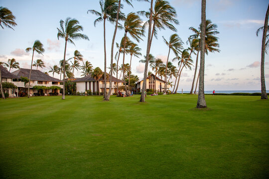 ​A perfect green grass lawn dotted by coconut trees and surrounded by condominium buildings with a sandy beach by the ocean near by, Kiahuna resort, Kauai