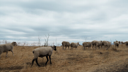 Group of sheep in a golden grassy plain with cloudy sky. A distinct cute black-skinned sheep walks in a herd of white-skinned sheep.