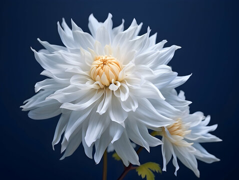 Chandramallika flower in studio background, single Chandramallika flower, Beautiful flower, ai generated image