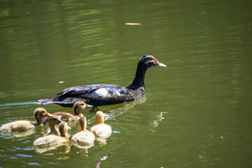 Atardecer en playa Las Lajas en Panama 