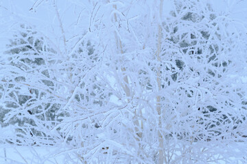 Branches tree are covered with snow crystals and frost after severe winter frost.