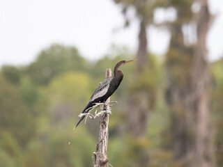 Anhinga Perched on a Dead Tree Trunk and Photographed in Profile