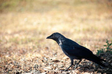 Black crow in the park. Bird looking for food