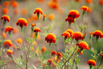 Bright marigolds. Autumn orange flowers. Floral background, blur