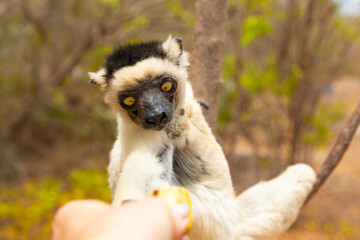 Verreaux's sifaka Madagascar. White sifaka with dark head.