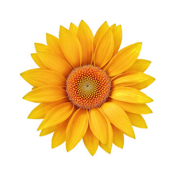 beautiful yellow sunflower on transparent background PNG image