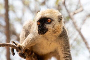 Cute brown lemur (Eulemur fulvus) with orange eyes.