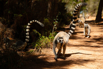 ring-tailed gray lemur in natural environment Madagascar.Close-up, cute primate