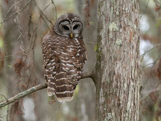 Barred Owl Looking Down at the Camera While Resting in a Bald Cypress Tree