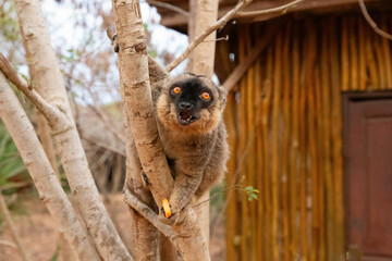 Cute brown lemur (Eulemur fulvus) with orange eyes.